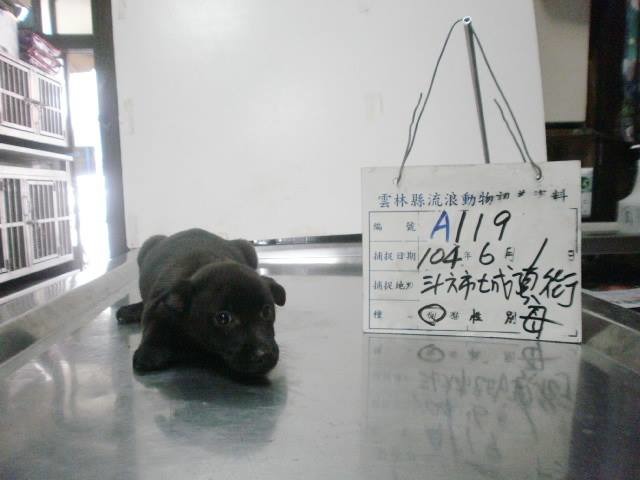 雲林縣沒有公立收容所,流浪動物由15家動物醫院代為安置。 取自雲林縣流浪動物認養公告 - Unofficial