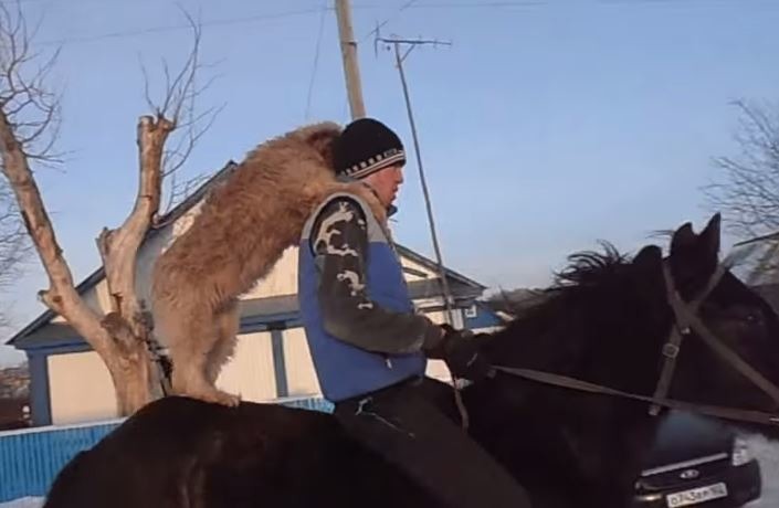 格拉夫每天工作完後都和主人一起騎馬回家。 影片截圖