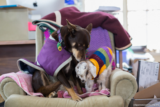 魯比是稱職的獸醫護士，也時常當小動物的代理媽媽。　取自One Green Planet