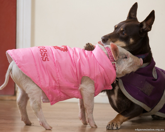 魯比陪伴被救援的小豬。 取自One Green Planet