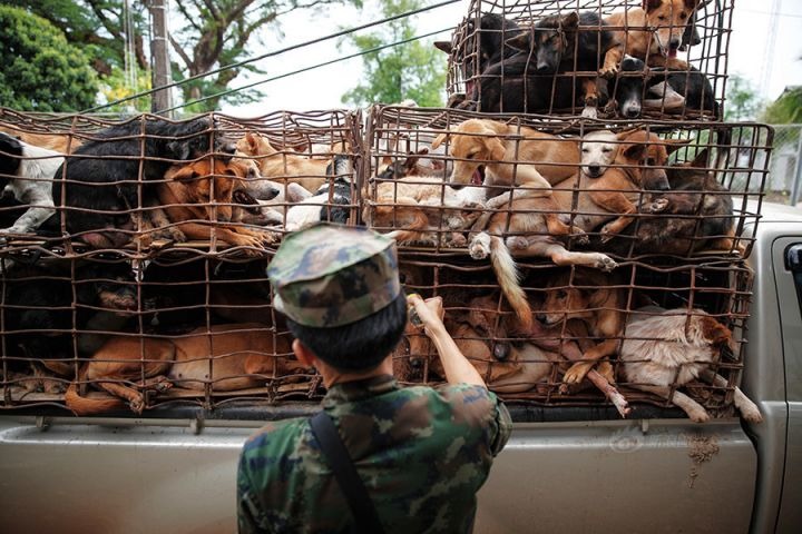 泰國軍人攔下非法運犬車。　取自網路