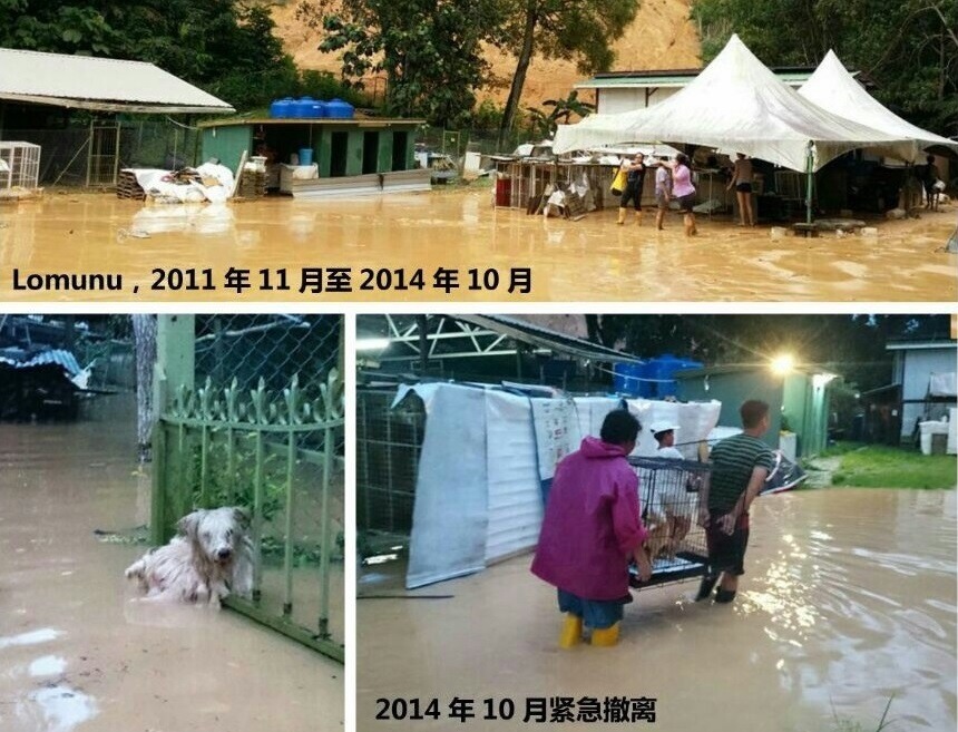 SPCA KK的臨時收容所再2014年遭遇大水侵襲。　SPCA KK/提供