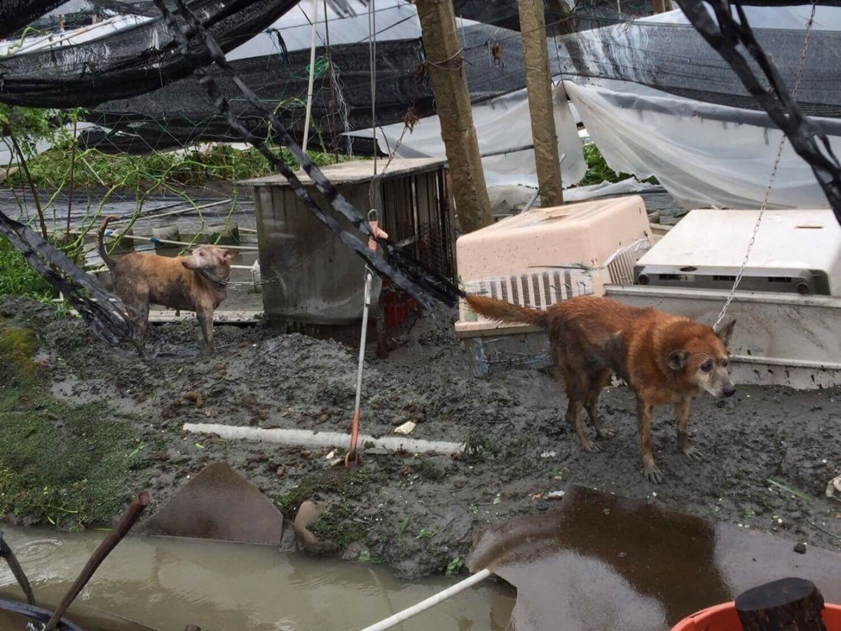 不能讓好不容易度過風災的毛孩餓肚子。 藍盈琪/提供