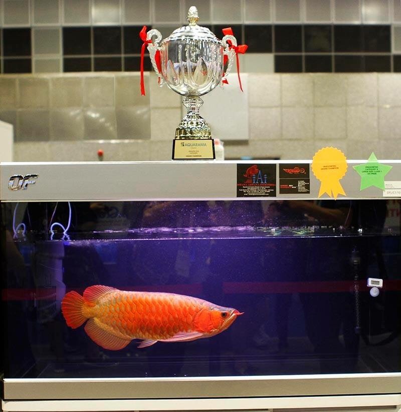 在2015新加坡的國際大賽上取得龍魚比賽冠軍的紅龍，今年4歲、身長68公分，紅龍是龍魚中體型最大的品種，生長期長至8歲，目前世界紀錄最大隻可長到80-90公分。　郭泰傑/提供