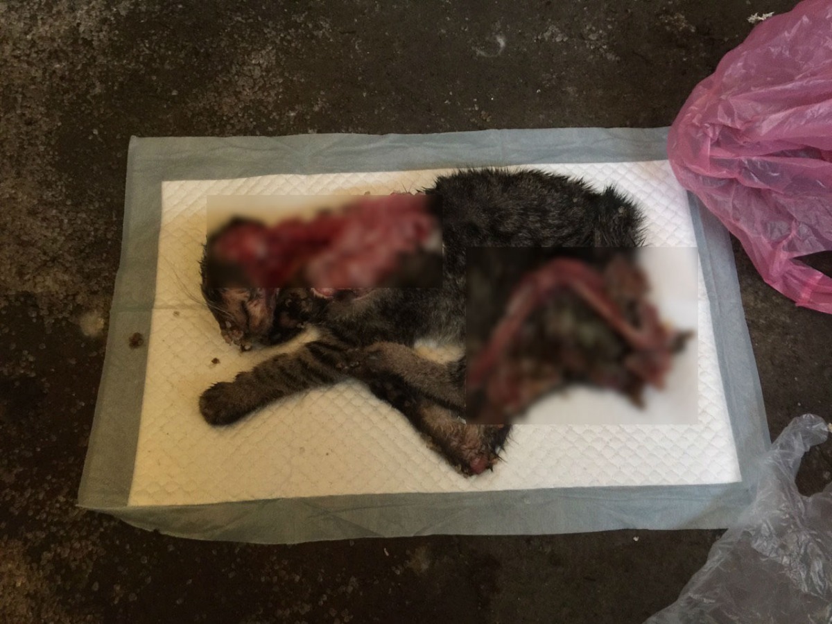 貓咪肚破腸流、骨頭外露，死狀悽慘。　報案人/提供