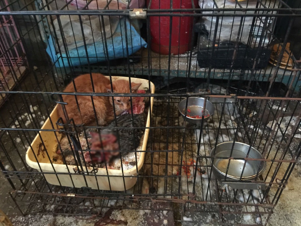民眾發現一隻貓咪慘死籠中，趕緊搜證通報新竹動保防疫所。　報案人/提供