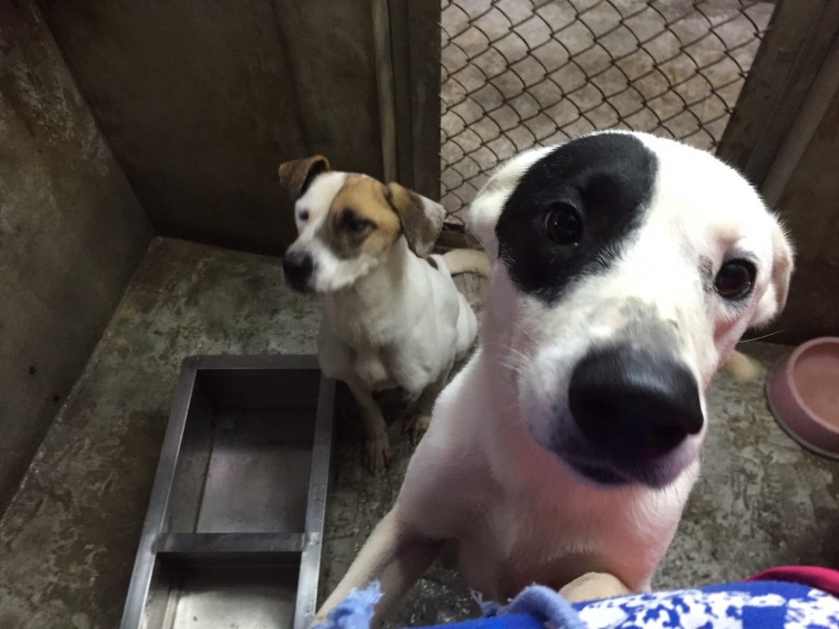 2隻疑似被棄養的狗兒約2歲，皆已結紮。　基隆市動物保護防疫所/提供