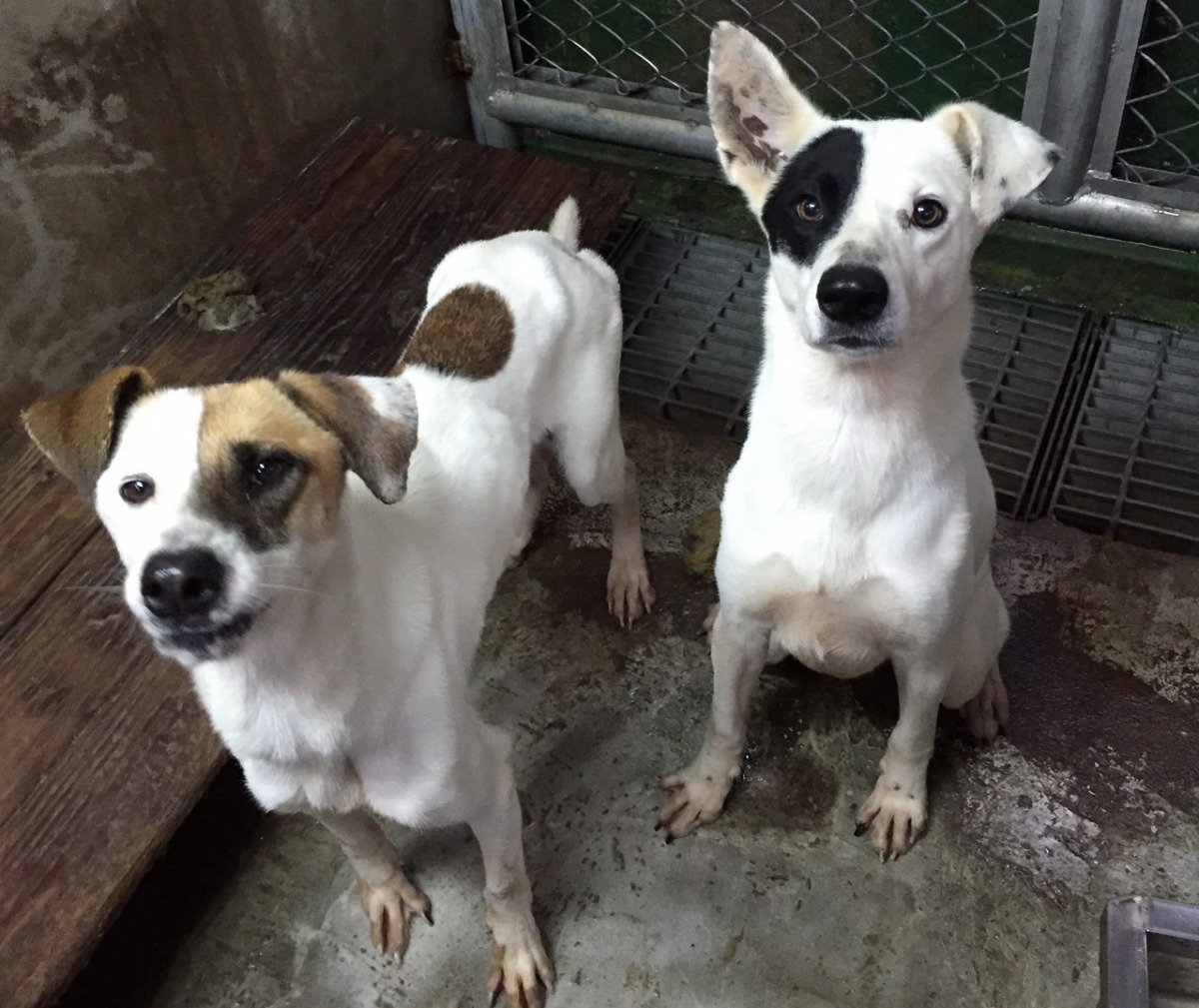 2隻疑似被棄養的狗兒身體狀況無虞，但一隻過瘦。　基隆市動物保護防疫所/提供