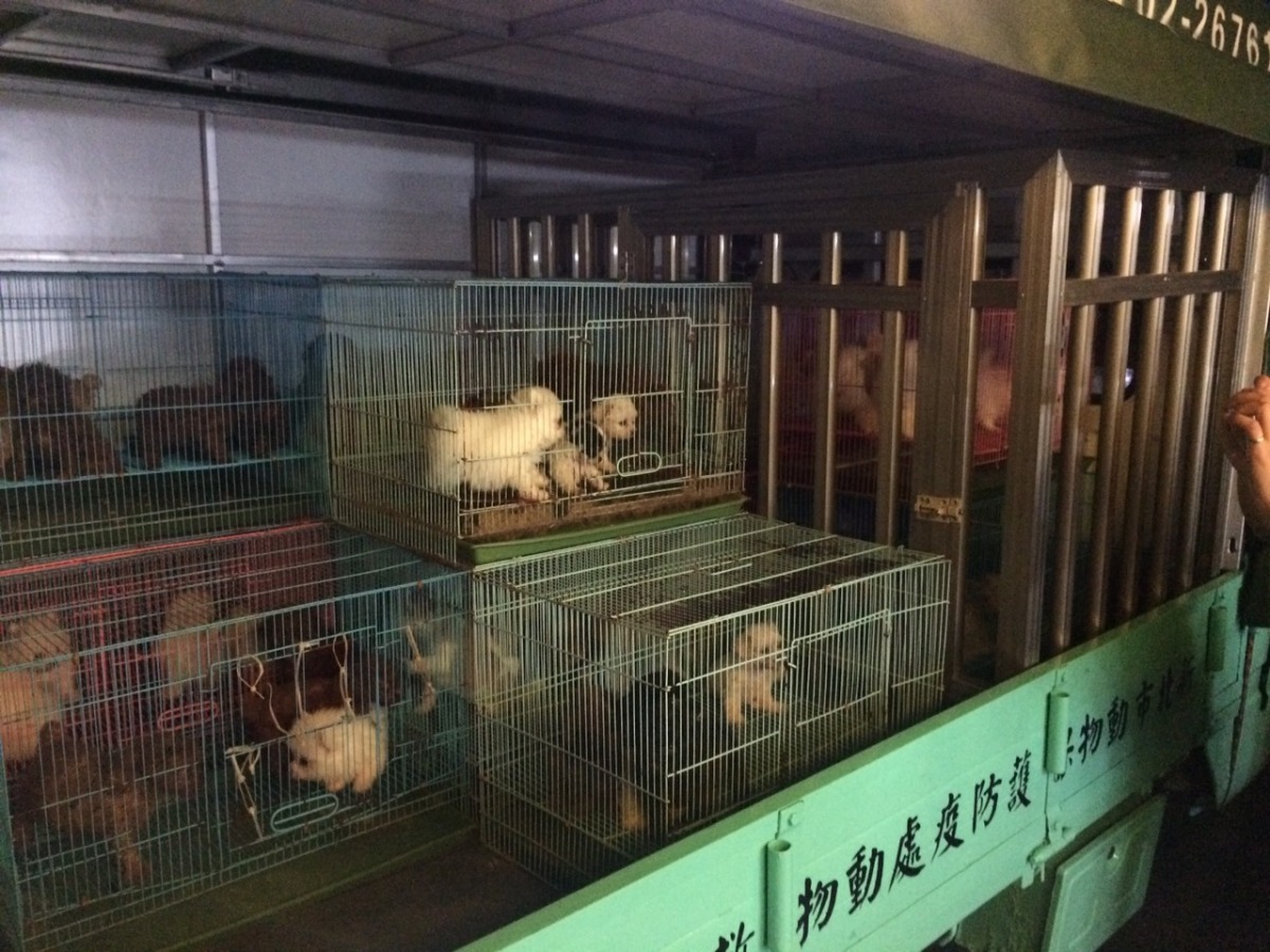 犬隻目前分送到新北市各動物之家安置，動保處正在緊急規劃認養程序。　張敬偉/攝