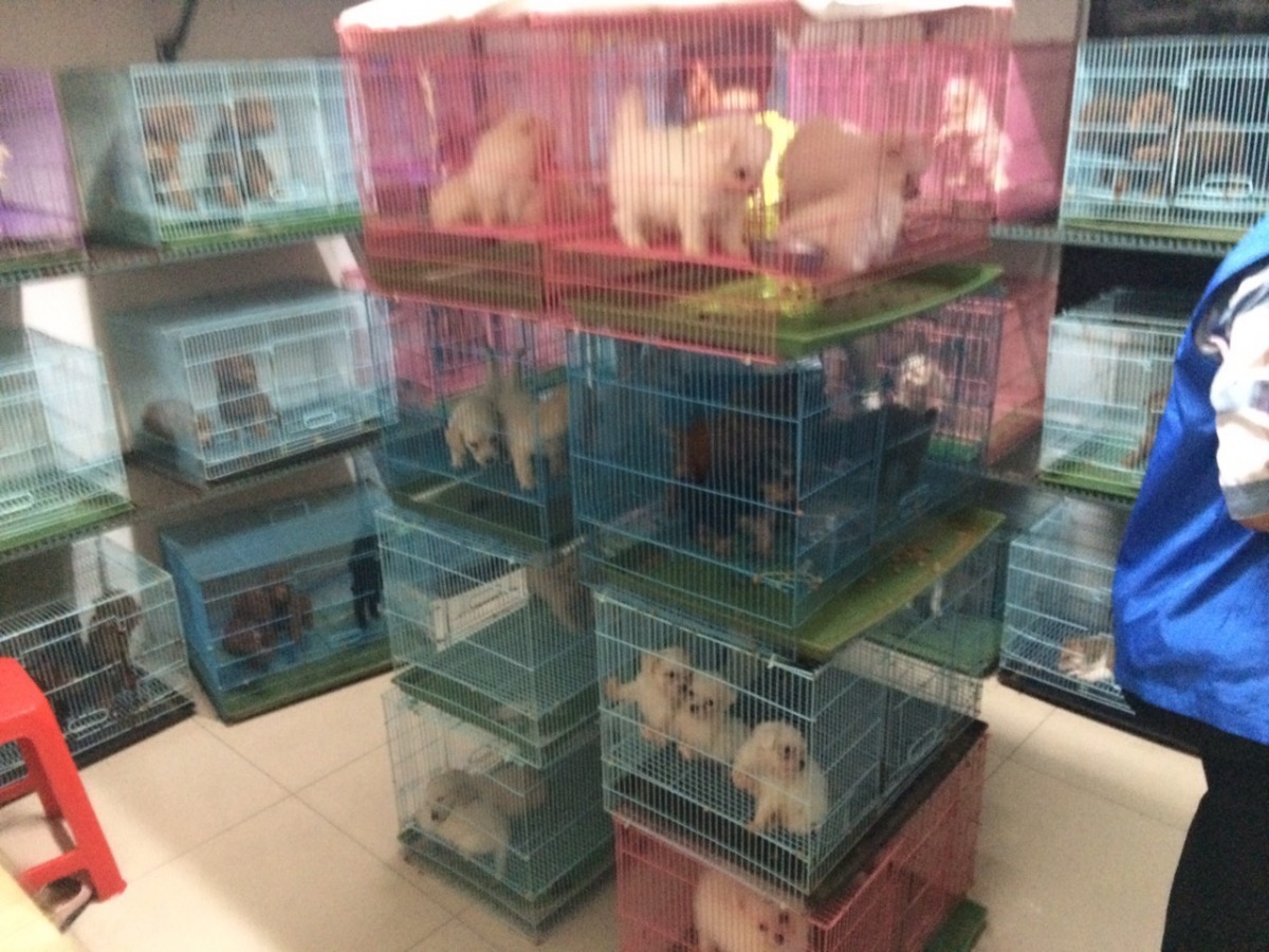 小小空間中藏有200多隻幼犬，業者通常會在數日內將幼犬運出。　張敬偉/攝