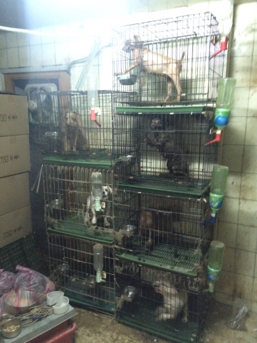 6隻被當作種母飼養的犬隻全身皮膚病，令人心疼。　張敬偉/攝