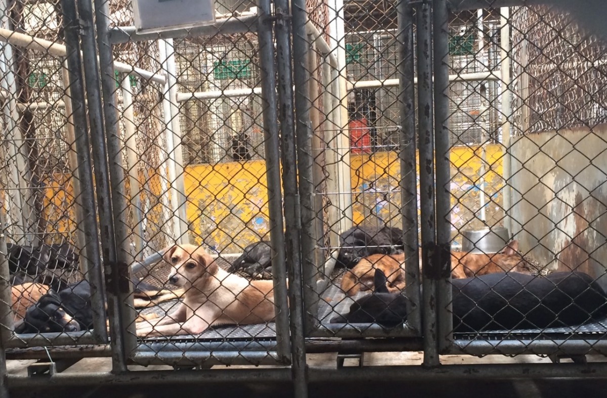 過去公立收容所沒有拒絕民眾送交動物的權利，超量收容是常態。　台灣動物新聞網資料照