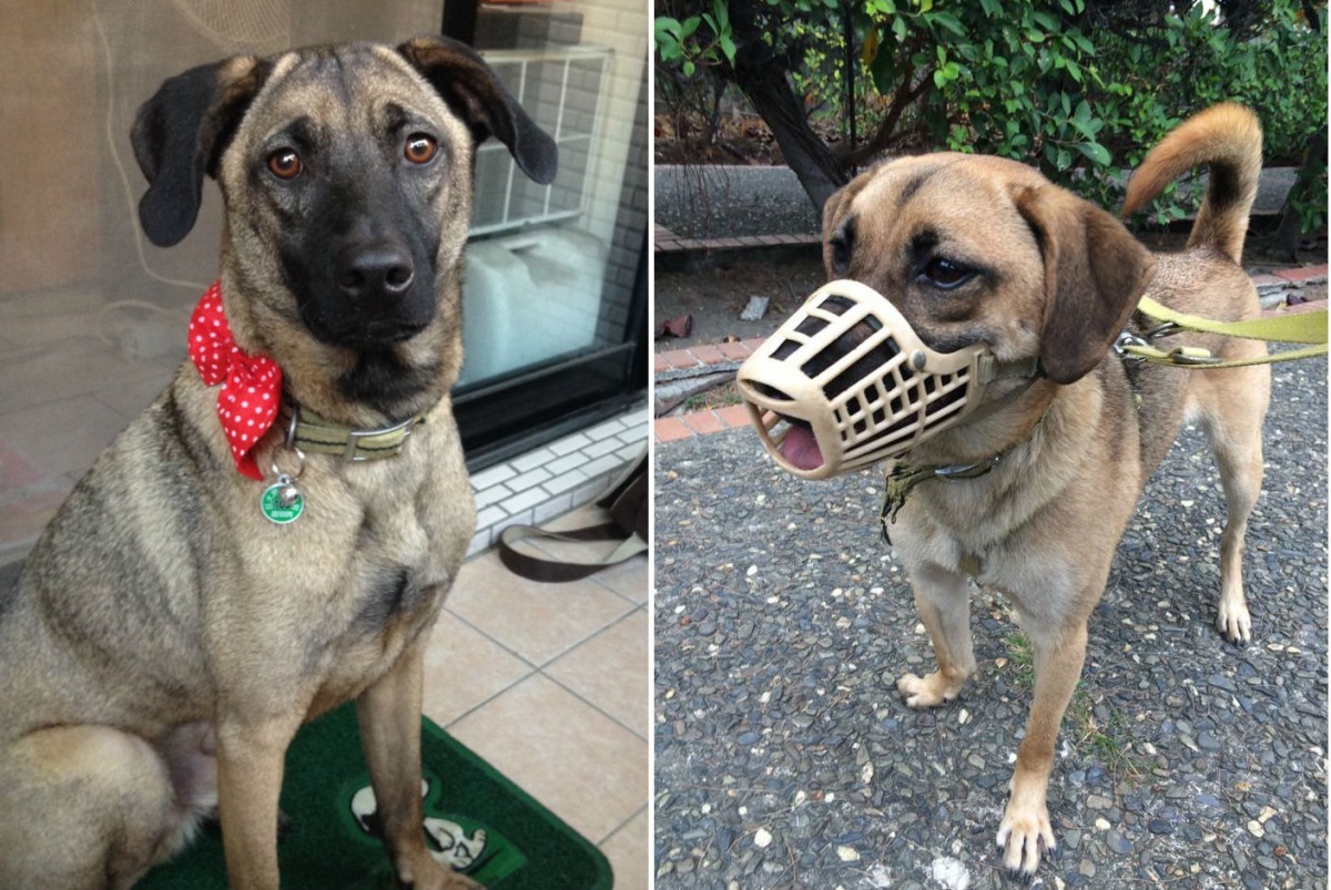 中山大學的守護犬斑斑(左)、仔仔(右)好幸福,跟著志工同學一起回家放寒假。 中山大學守護犬志工隊/提供