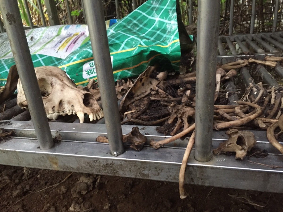 現場有多具動物遺骸。　桃園市推廣動物保護協會/提供 