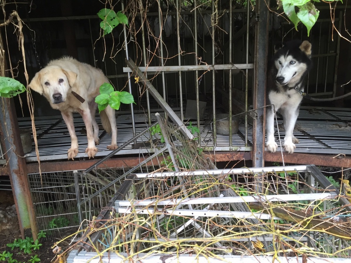 狗兒們的哀號聲引起路過附近的民眾注意。　桃園市推廣動物保護協會/提供 