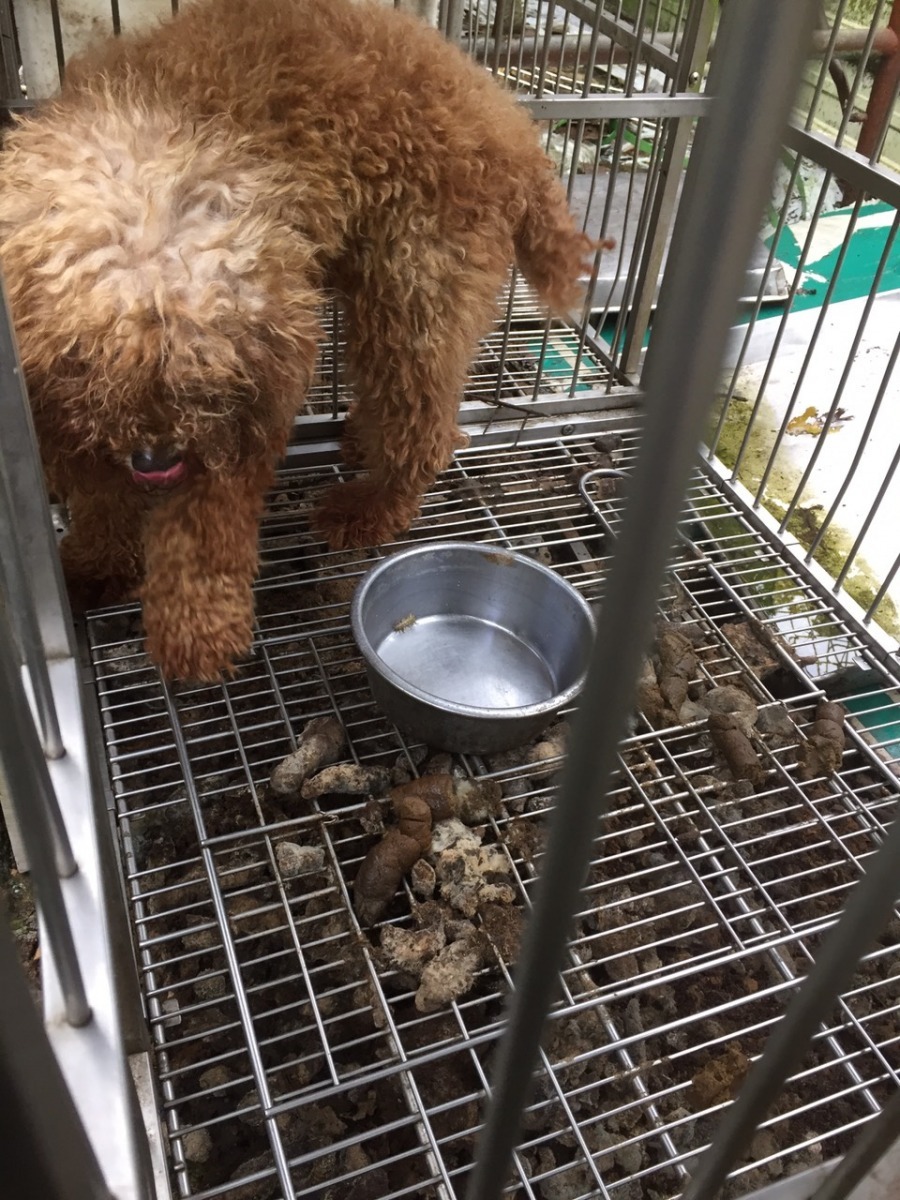 繁殖場環境髒亂。　桃園市推廣動物保護協會/提供 