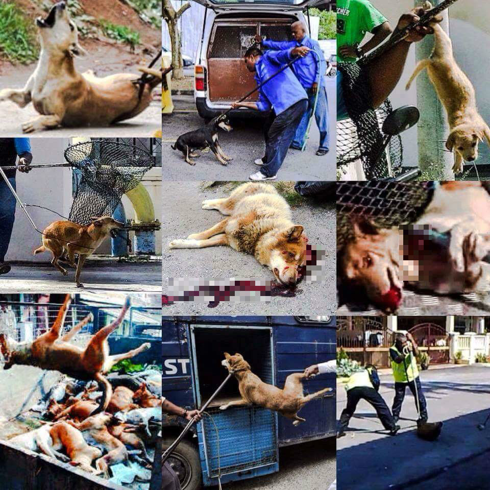 馬來西亞檳城州政府為防止狂犬病疫情擴散，下達流浪動物格殺令。　Lily/提供