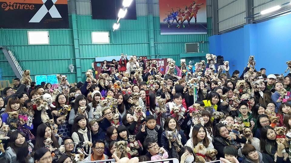 臉書社團「約克夏家族」上週末舉辦狗聚，有400多位飼主參加。　取自約克夏家族-周筱琳