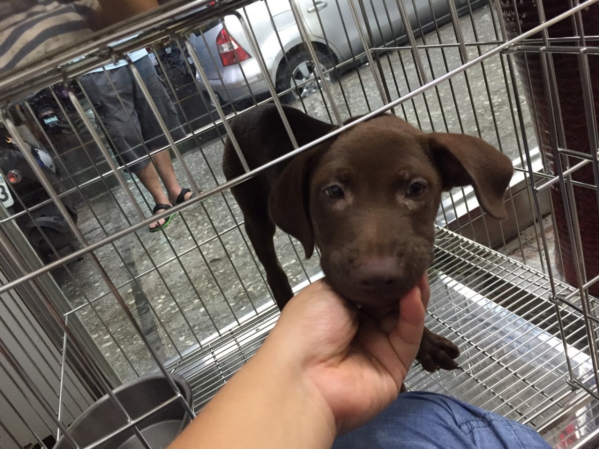 目前送到店家的4隻浪浪皆為3月齡左右的幼犬，民眾認養後等到適齡，可帶回寵物銀行由防疫所獸醫師免費完成絕育。　　基隆市動物保護防疫所/提供
