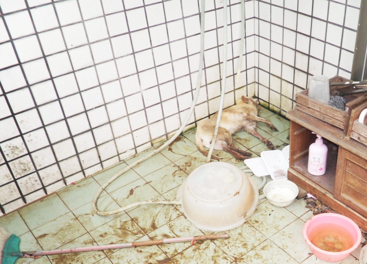 張姓飼主出遊期間並未妥善安置寵物，造成犬隻在無人照顧下痛苦死亡。　基隆防疫所/提供