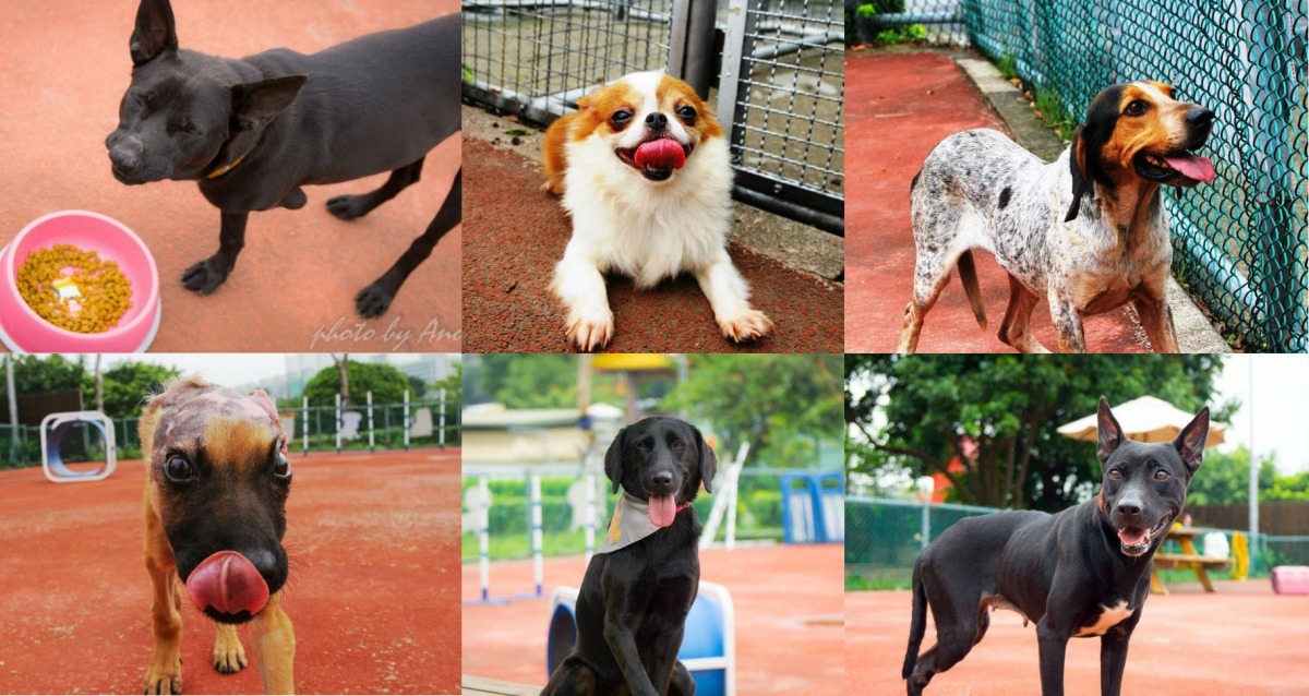 (由左至右)三腳、阿吉、咪嚕、娜娜、點點、小櫻6隻代言犬,是不是都很可愛呀?得票數也很平均呢! 取自新北動保代言犬網站