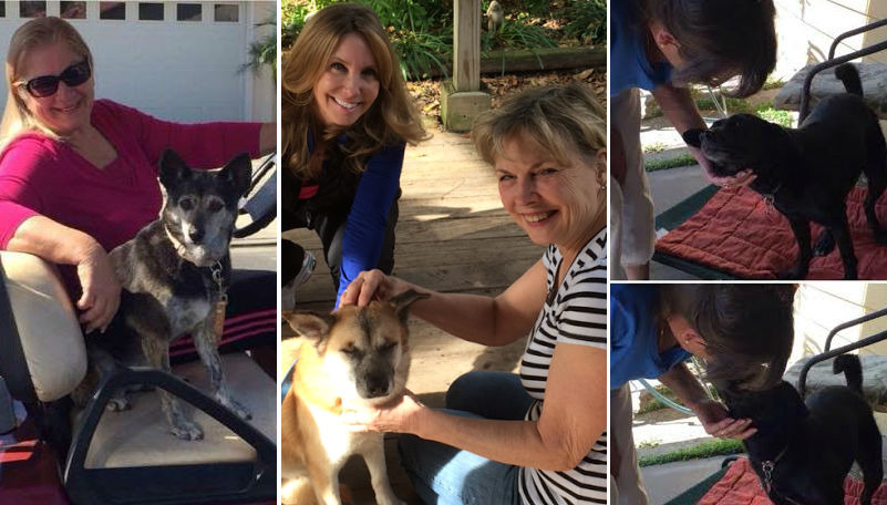 從世聯會被送到國外，找到幸福家庭的狗兒Radley、Snow、  Molly（由左至右） 。