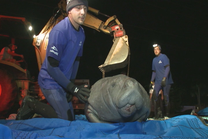 海牛體型巨大，救援需要大量人力。　取自News 13