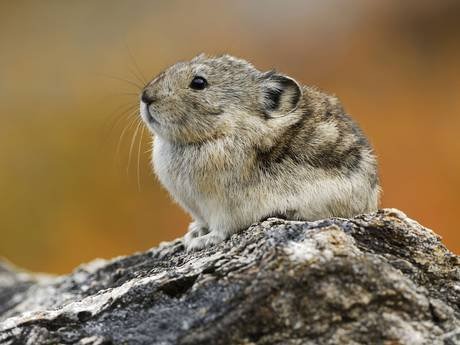 鼠兔的英文名稱是pika (Ochotona collaris)，被認為是皮卡丘的動物原型。 取自獨立報