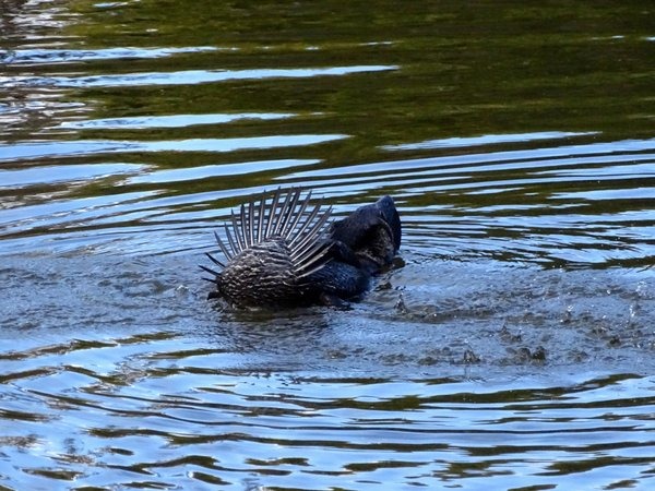   第一張被標示的野生屁屁是麝鴨。  twitter_AmidstScience