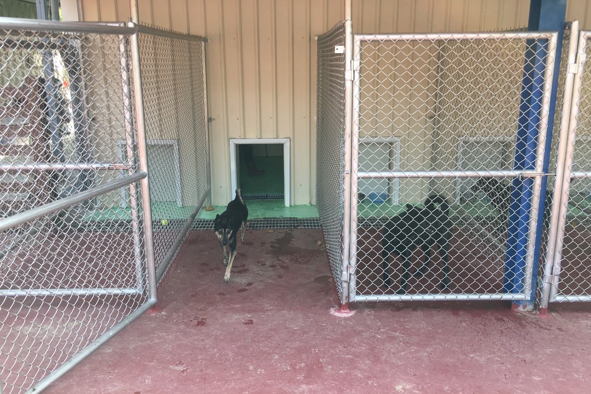 中和動物之家的半開放式犬舍。　新北市動保處/提供