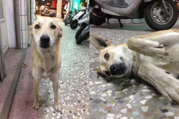 在傳統市場生活的點點,個性親人。 林于晴/提供