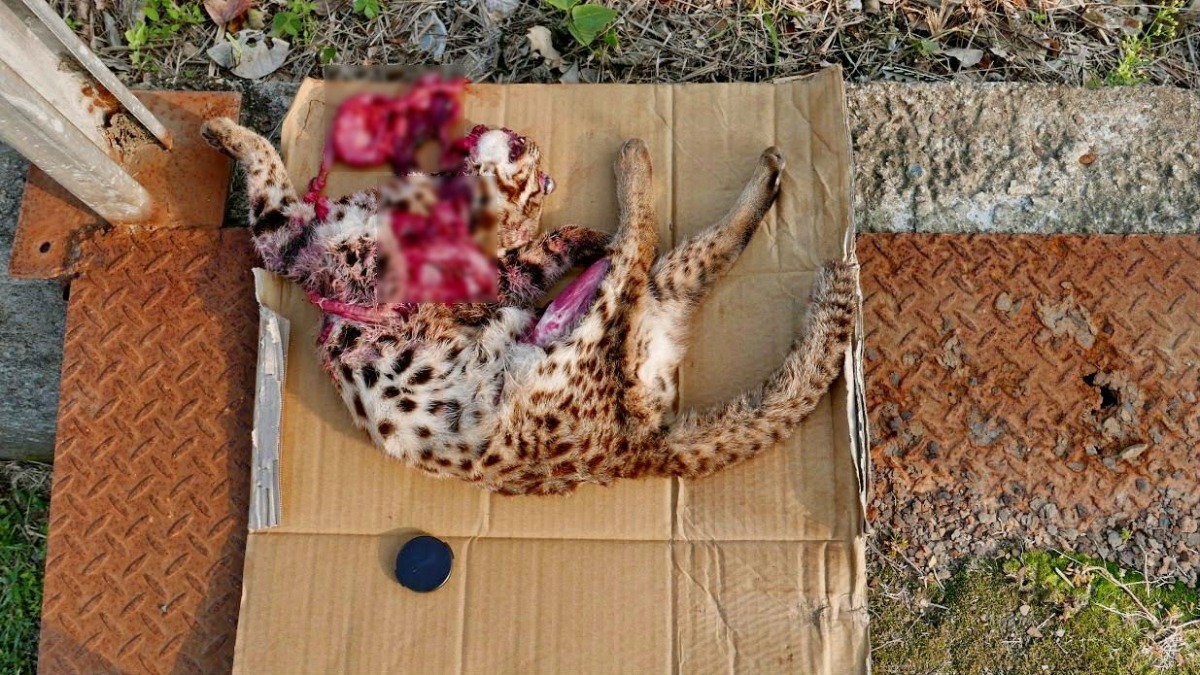 石虎屬一級保育類動物，即使路殺事件頻傳，仍不被重視生存權。　廖靖婷/提供
