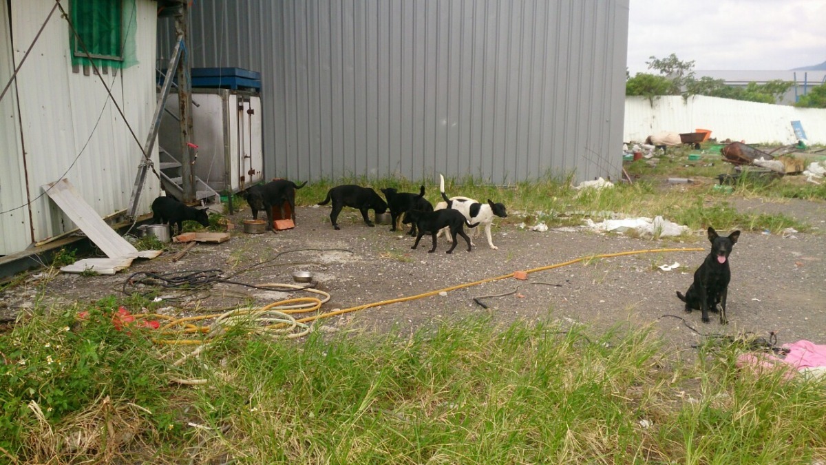 被棄養的放養家犬，據聞，犬隻數量原本沒有這麼多，但飼主沒有結紮觀念、放任狗兒繁殖，跑路之後就此不管不顧。　懷生相信動物協會/提供