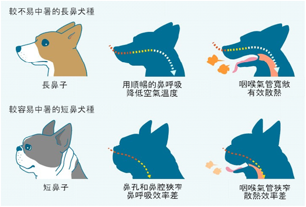短鼻犬的呼吸及散熱能力較差，比長鼻犬更容易中暑。 取自大金工業