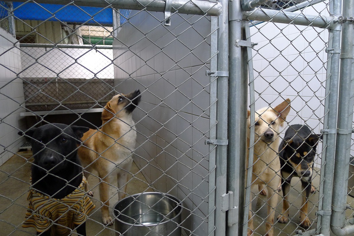 草案規定收容所要依動物狀況分籠、分欄觀察,並隨時依動物狀況調整。 何宜/攝