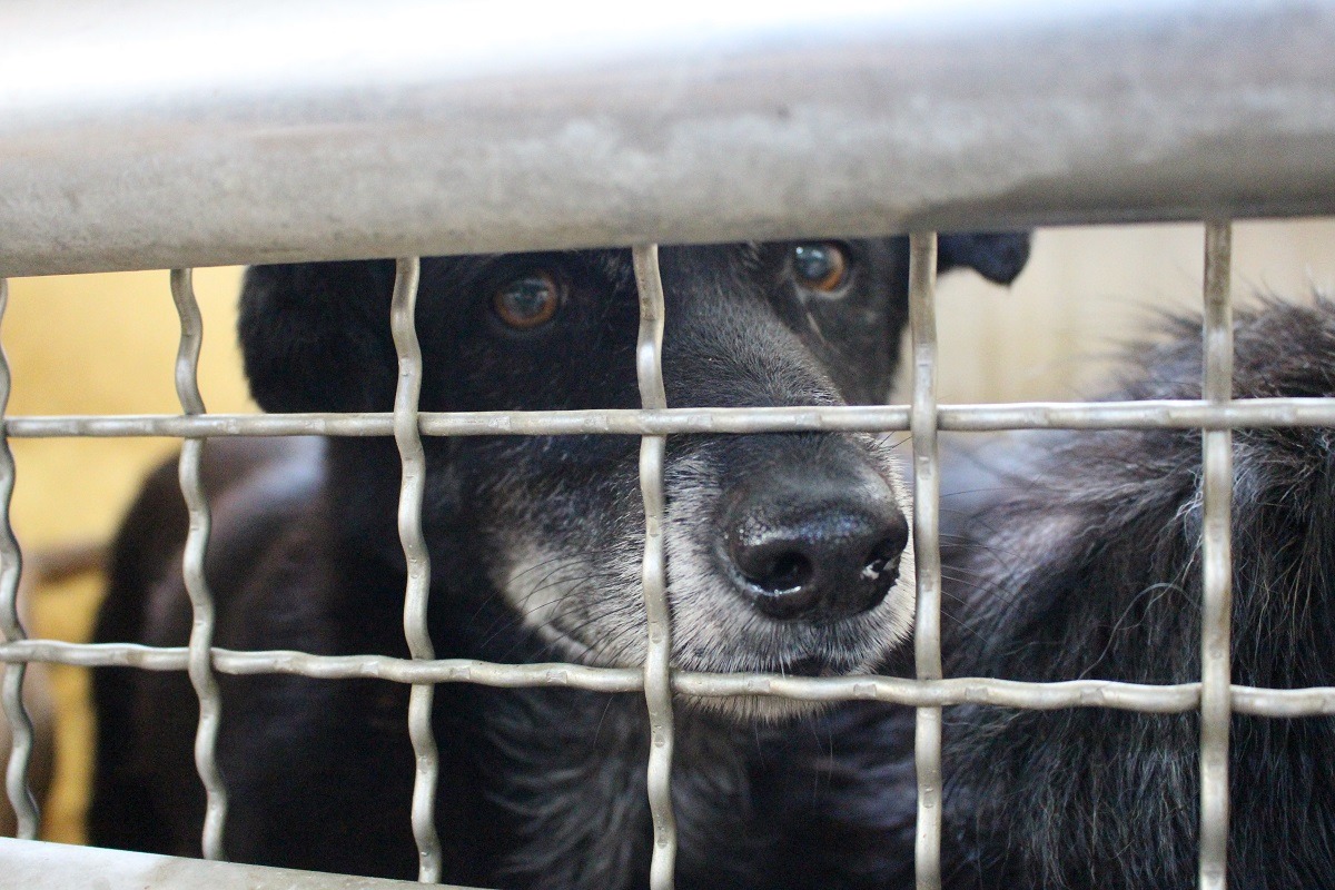 農委會提出「公立動物收容處所管理規則」草案,明訂公立收容所的規範。 何宜/攝