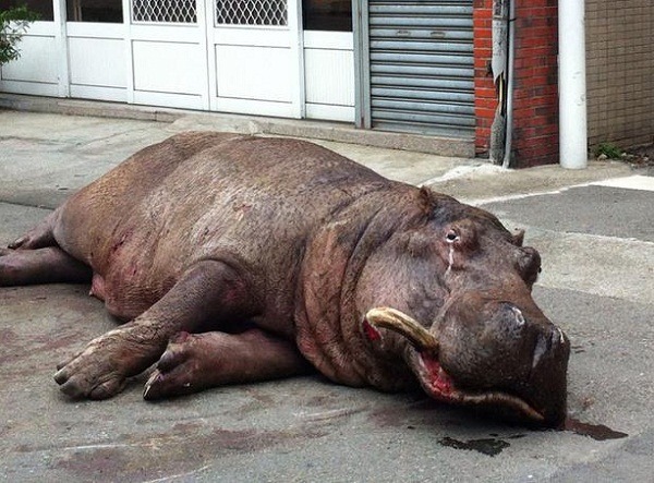河馬阿河疑因運輸中因為驚嚇而摔出車外,癱倒在地,還疑似因為疼痛而流淚,讓許多人看了不捨。 取自網路