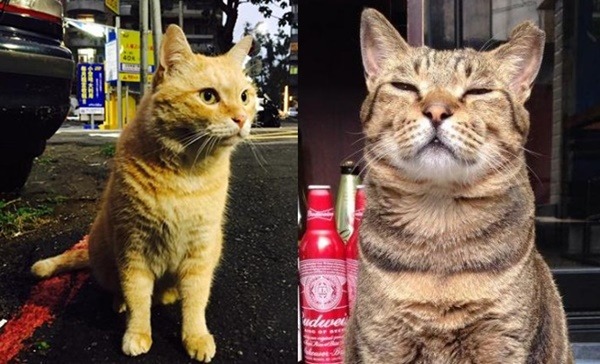 大橘子(左)和斑斑(右)都是親人的貓咪，陳皓揚在大橘案第一次開庭時表示，在大橘案前不久，他突然很討厭貓，克制不了自己、有殺貓的衝動，而過去則沒有這樣的傾向。　截圖自相關臉書