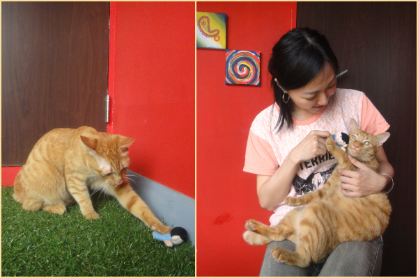 到鬼門關前走一遭的Mika康復後，身為音樂製作人的飼主牙牙（右）趕緊幫牠錄製專輯做紀念。  江幸芸/攝