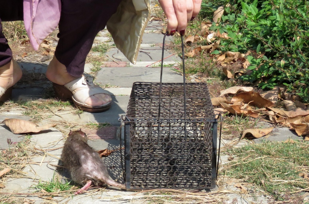 都市地區的鼠患源自環境衛生問題。　台灣動物新聞網資料照(蕭士塔/攝)