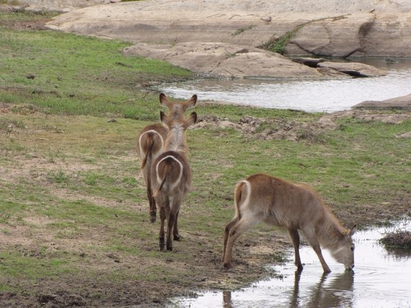 水羚。　twitter_ambikamath