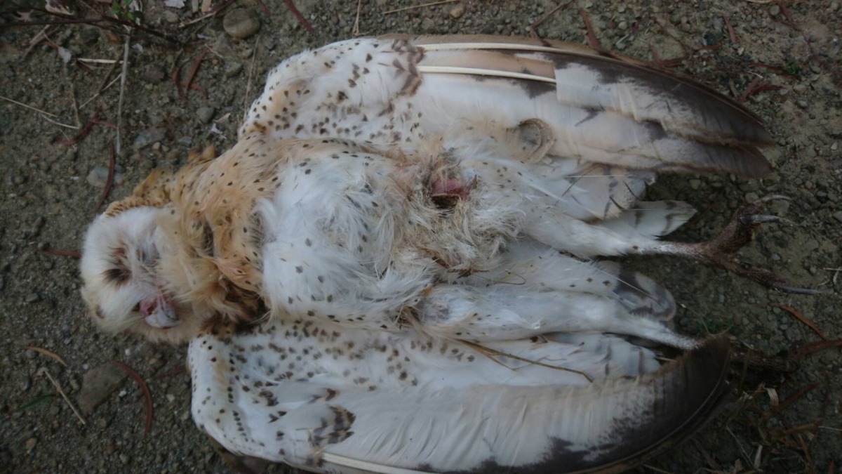 被驗出體內含有大量滅鼠藥殘留的死亡草鴞。　高雄市野鳥學會/提供(曾志成/攝)