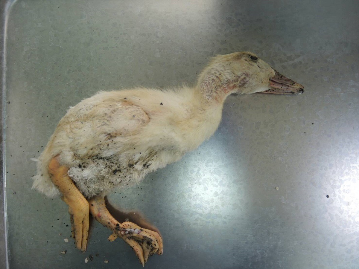 台北市野鳥學會在花蓮拾獲的死亡幼鵝。　防檢局/提供
