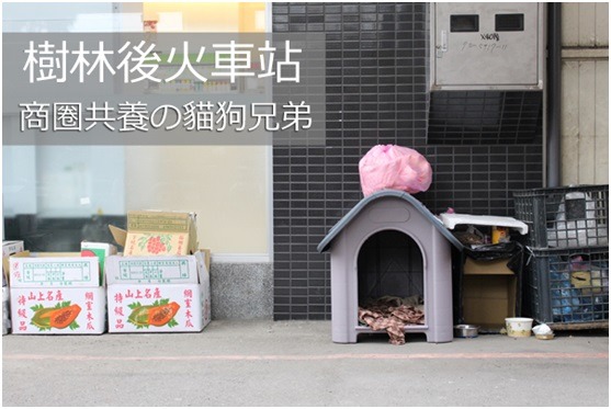 小黃與小橘貓目前生活舒適無虞，有新北市動保處送的豪華新家可以遮風避雨。　何宜/攝