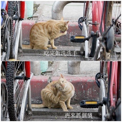 小橘貓因為幾天前被民眾騷擾，比較怕人。　何宜/攝