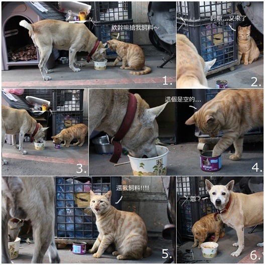 小黃搶吃貓食過程，好氣又好笑。　何宜/攝