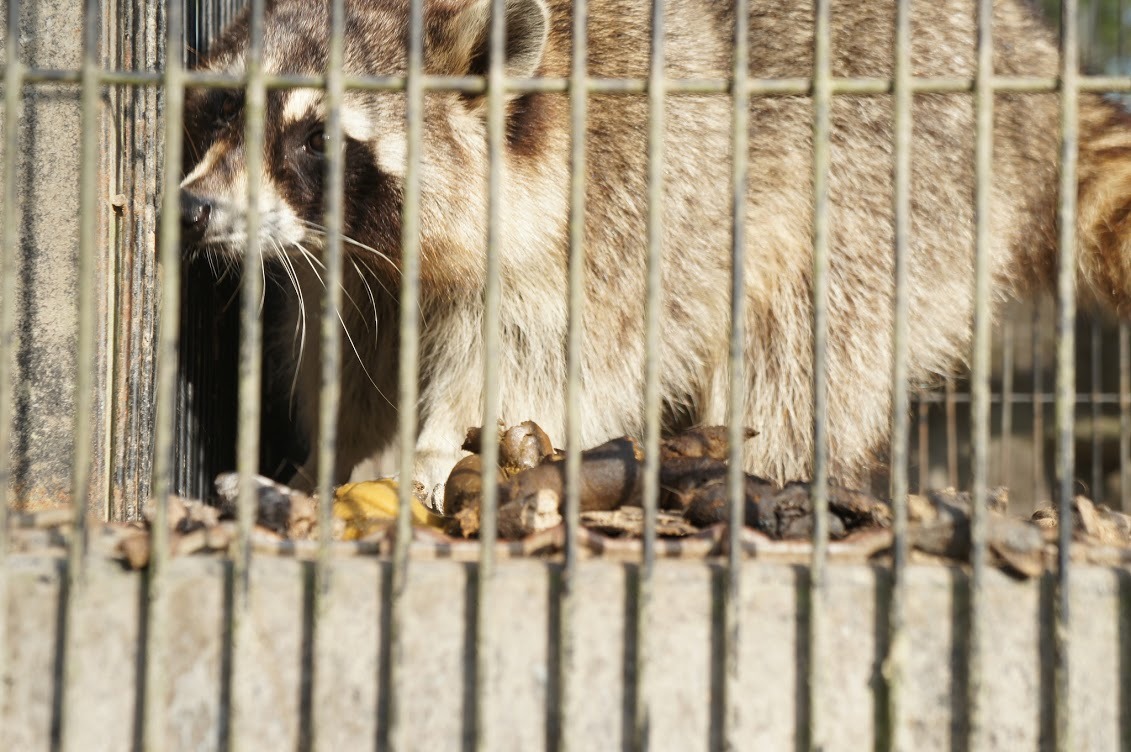 台灣動物平權促進會2013時進行田野調查,當時兆豐農場的浣熊籠舍中滿是糞便,且籠舍在炎夏中遭到陽光直射,也沒有遮蔽物與飲水,浣熊只能躲在木板下遮陽。 台灣動物平權促進會/提供(傅翊豪/攝)