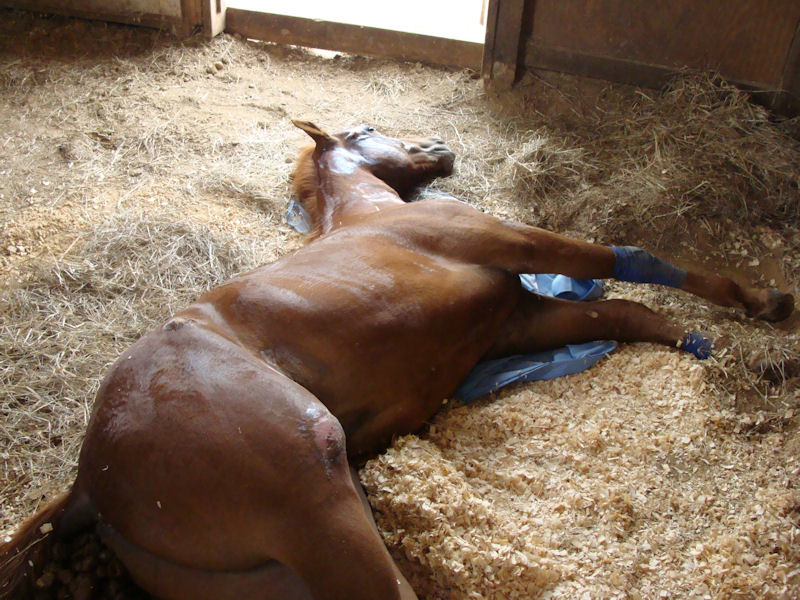 馬匹腳受傷無法長時間站立，但躺臥時間也不能太長。　取自Habitat for Horses