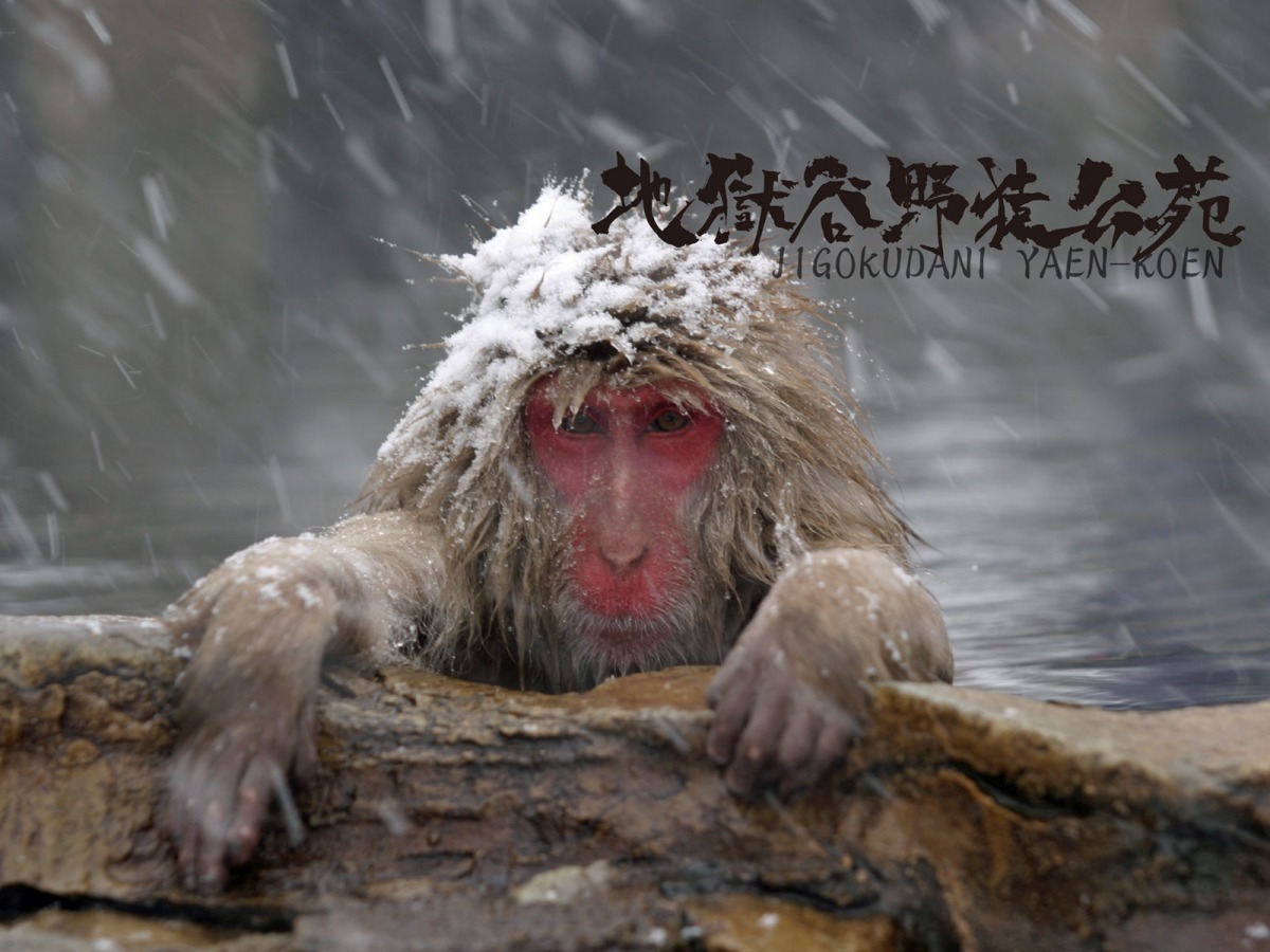 日本地獄谷以溫泉及雪猴泡湯的景象聞名。　取自地獄谷野猿公苑