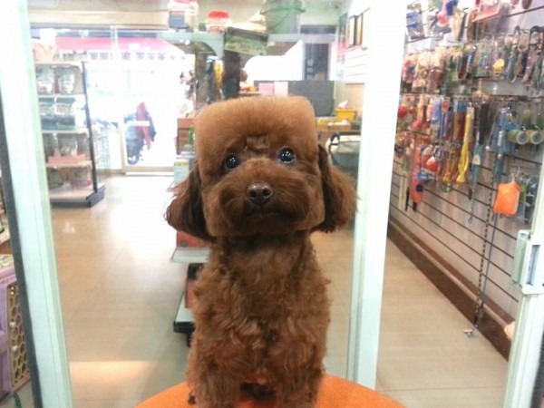 但剪成方形就不平常了，不少台灣飼主應該也會感到驚奇。　取自boredpanda